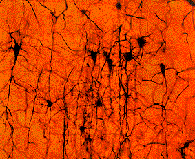 Clulas nerviosas de la corteza cerebral
