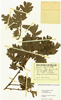 Quercus pirenaica. Pliego de herbario. Real Jardín Botánico, CSIC