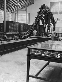 Diplodocus del Museo Nacional de Ciencias Naturales, Madrid, hacia 1920.