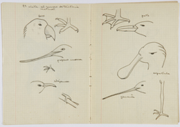 Cuaderno de excursión al Museo de Historia Natural de Ana María Espinosa Saá, alumna del Instituto-Escuela, 1933-1934