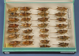 Caja entomológica con ejemplares de ambos sexos de Actias isabelae (Graells, 1849), procedentes de los pinares llanos de la Sierra de Gredos, Colección de Entomología