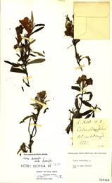 Cistus ladanifer. Pliego de herbario