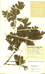 Quercus pyrenaica. Pliego de herbario