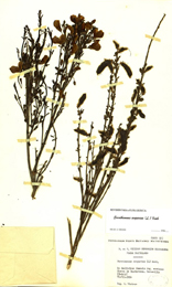 Sorothamnus scoparius. Pliego de herbario 