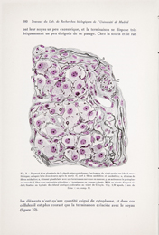 Fernando de Castro, «Trabajos del Laboratorio de Investigaciones Biológicas de la Universidad de Madrid / Travaux du Laboratoire de Recherches Biologiques de l’Université de Madrid», suite de la Revista Trimestral Micrográfica, tomo xxiv, Madrid Fernando de Castro, «Trabajos del Laboratorio de Investigaciones Biológicas de la Universidad de Madrid / Travaux du Laboratoire de Recherches Biologiques de l’Université de Madrid», suite de la Revista Trimestral Micrográfica, tomo xxiv, Madrid